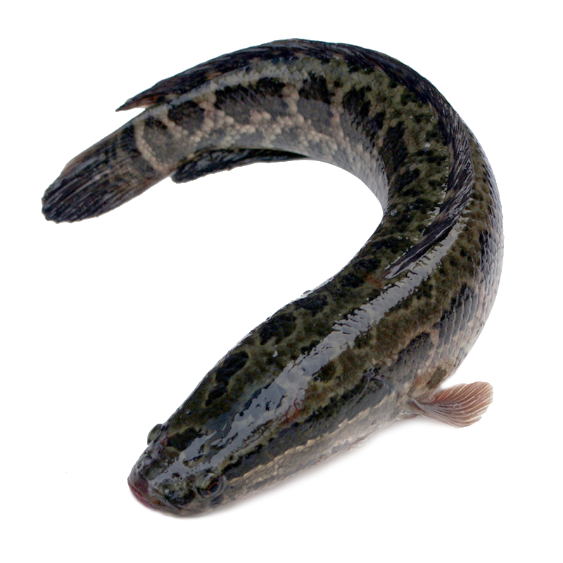 黑鱼 商品编号:    221000410              &