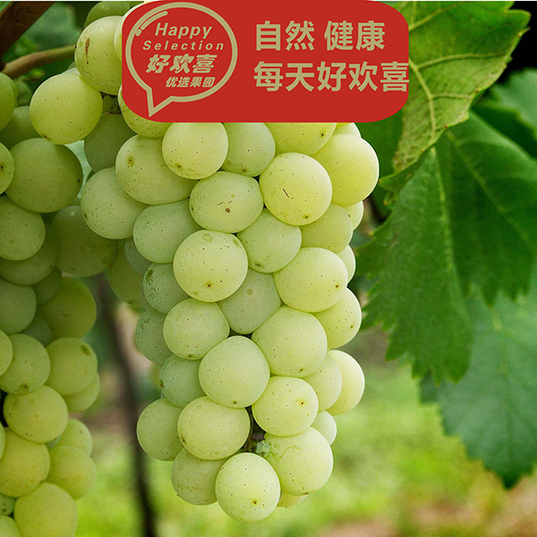 无核翡翠葡萄(约2斤)