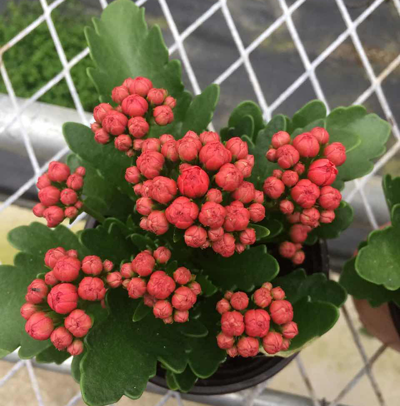 长寿花 麦当娜,大花重办,国旗红