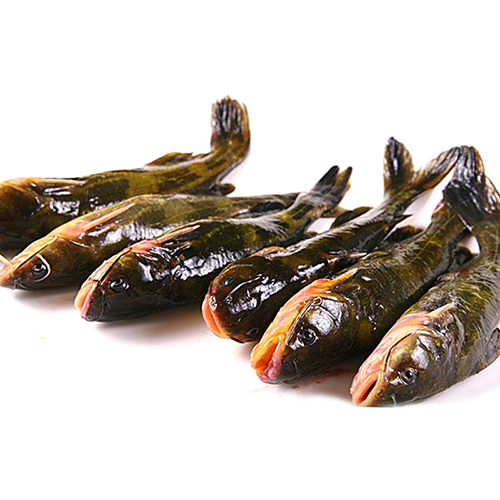 m昂刺鱼(汪丫鱼)3-4条活体约重500g